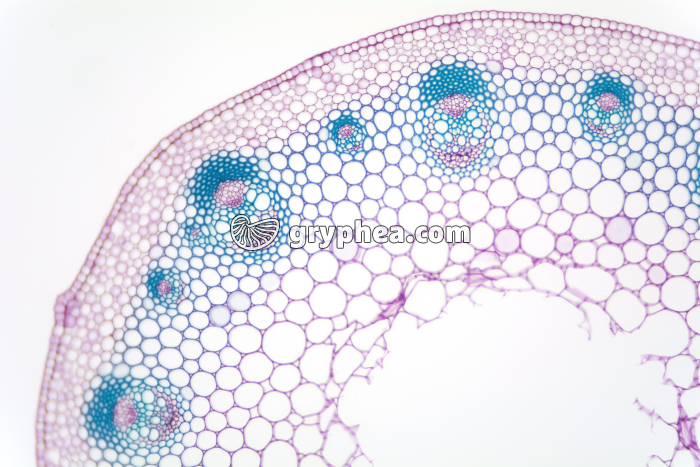 Tige de Renoncule CT x25 - gryphea.com